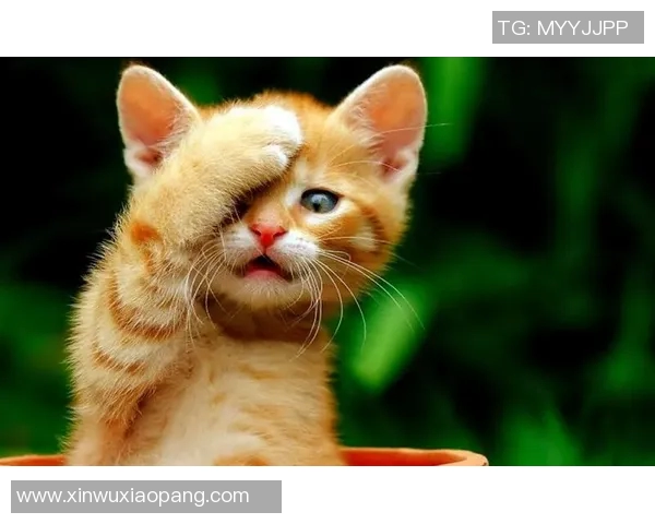 足球明星搞笑卖萌视频合集让你笑不停尽享欢乐时光 足球明星搞笑卖萌视频合集让你笑不停尽享欢乐时光